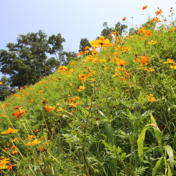 中山大学·深圳建设工程项目边坡生态修复工程