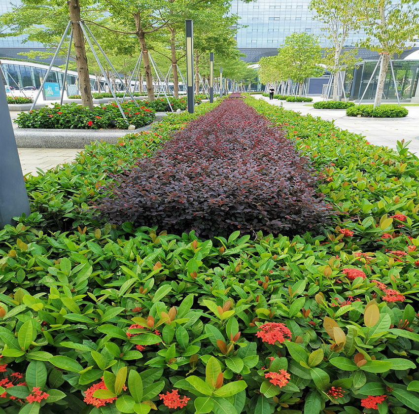 光明高新园区城市广场园林绿化工程(设计、采购、施工项目总承包）EPC